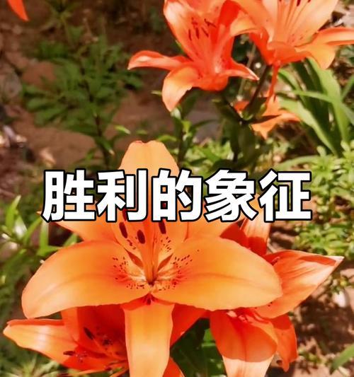 哪种花寓意着胜利和成功？