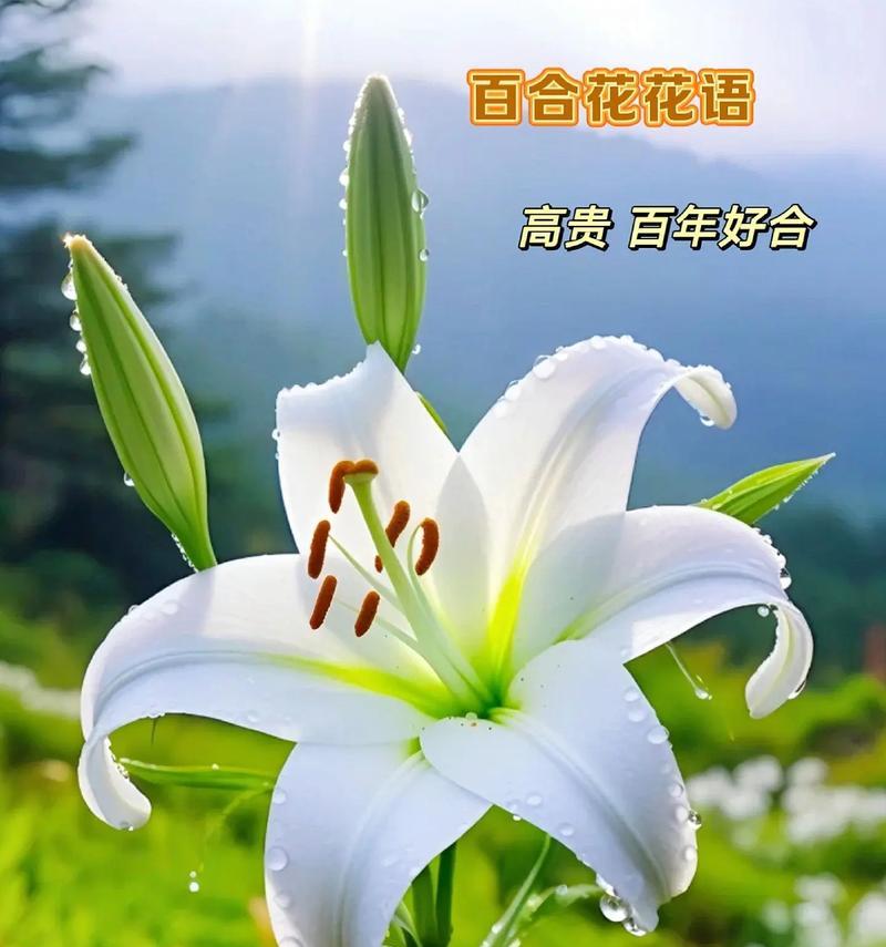 哪种花寓意着胜利和成功？