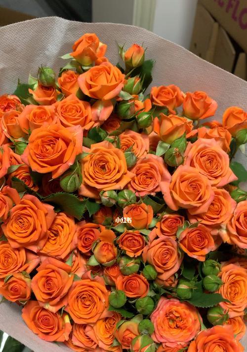 橙色芭比与玫瑰花共同寓意什么？这两种花的组合有何特别含义？
