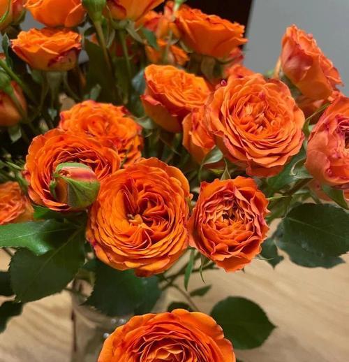 橙色芭比与玫瑰花共同寓意什么？这两种花的组合有何特别含义？