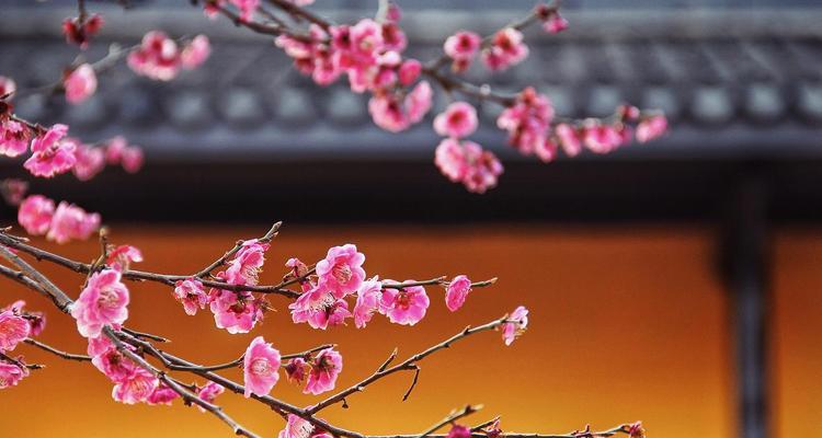 夏季节气的花寓意是什么？它们代表了什么？