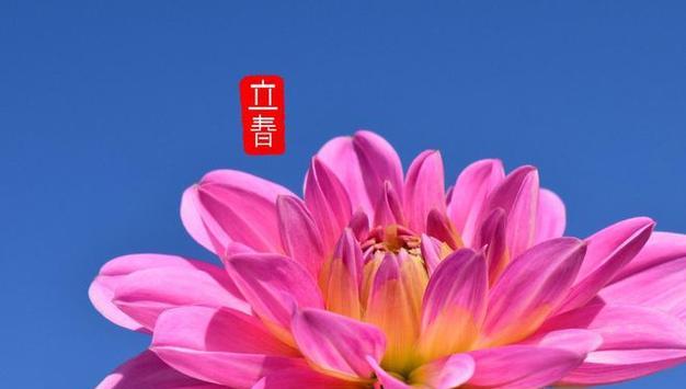夏季节气的花寓意是什么？它们代表了什么？