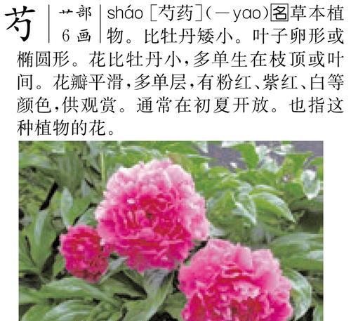 夏季节气的花寓意是什么？它们代表了什么？