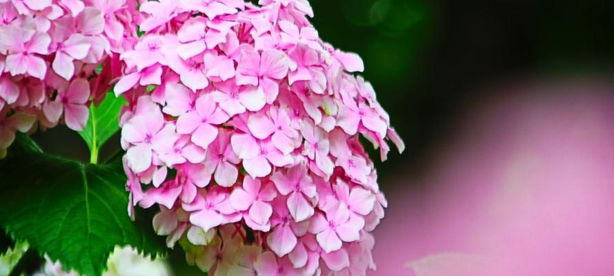 粉色洛神花的花语和象征有哪些？