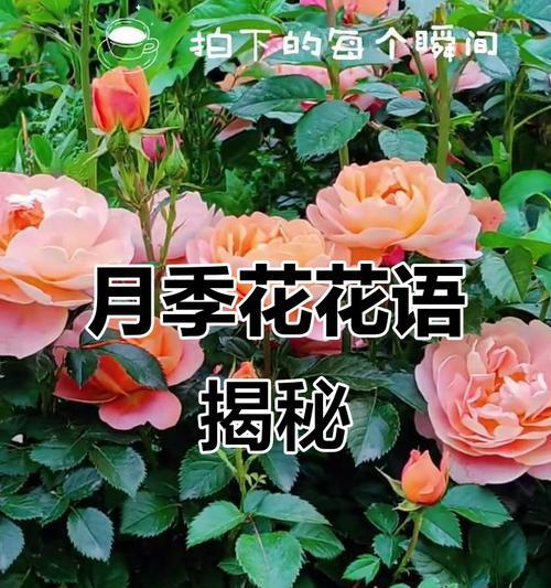 各种颜色的花代表什么寓意？花的颜色有哪些象征意义？