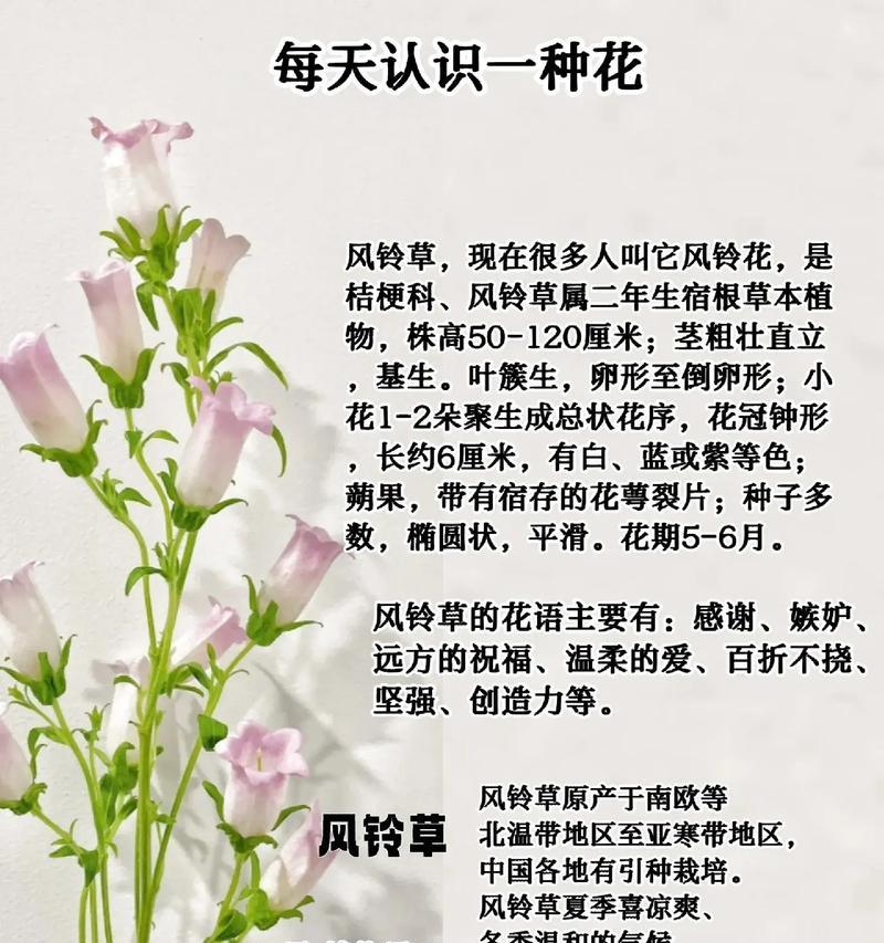 白色风铃花代表什么？它的含义是什么？