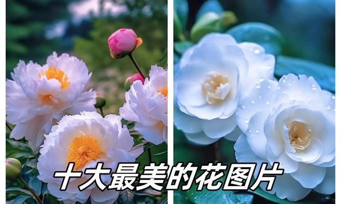 什么花象征平安顺利和幸运？