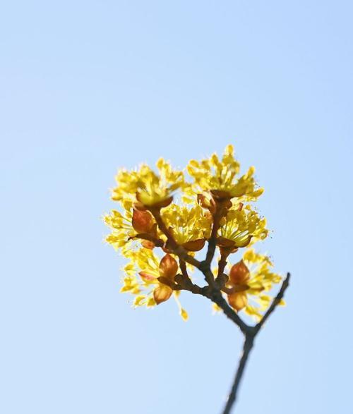 金色暖阳花代表什么？花语有何深意？