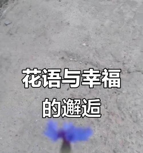 哪些花寓意表示幸福？幸福花语有哪些？
