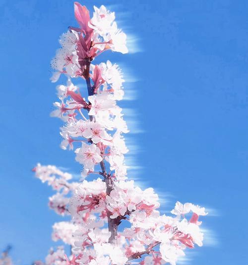 模糊花背景象征着什么？花背景模糊有何含义？