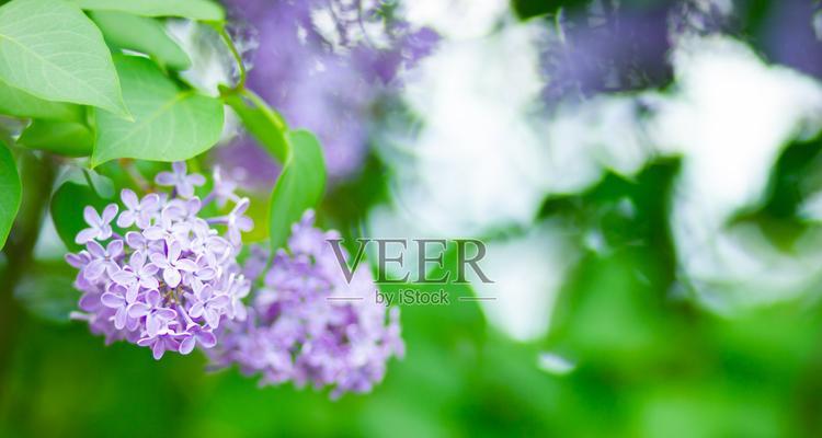 模糊花背景象征着什么？花背景模糊有何含义？