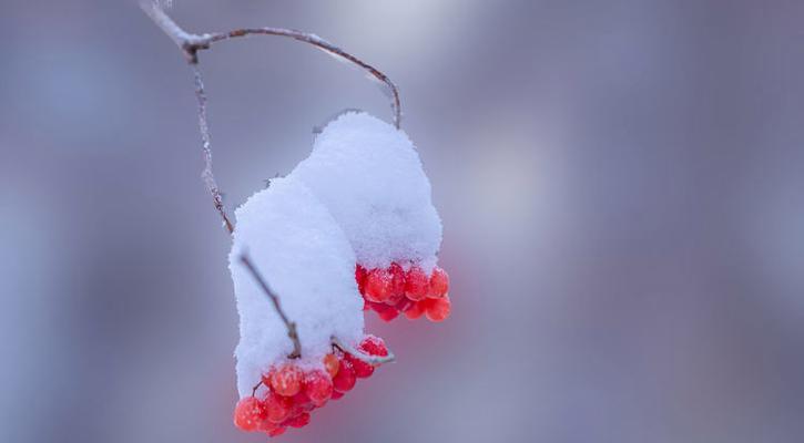 蓝色花鸡的花语、寓意及象征是什么？