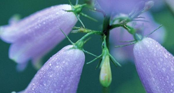 蓝色花鸡的花语、寓意及象征是什么？