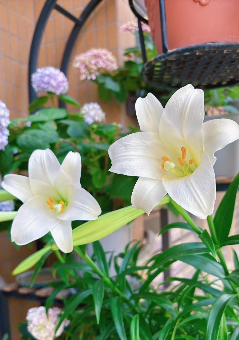 百合花不同颜色的寓意是什么？象征意义有哪些？