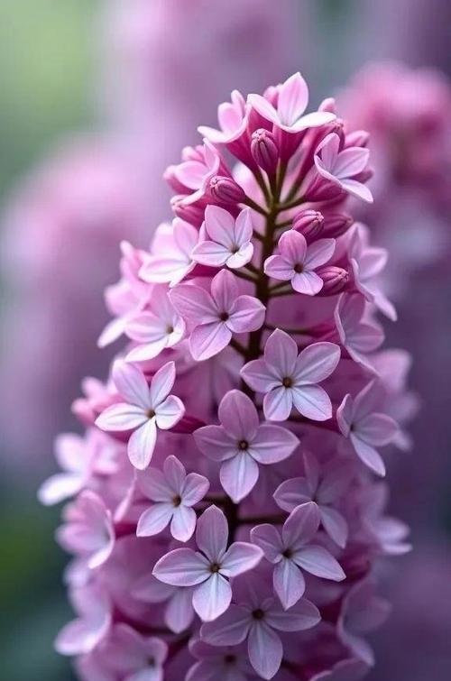 送妈妈紫色花有何寓意？紫色花代表什么？