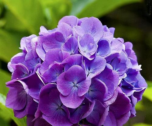 送妈妈紫色花有何寓意？紫色花代表什么？