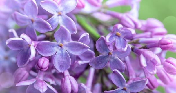 送妈妈紫色花有何寓意？紫色花代表什么？