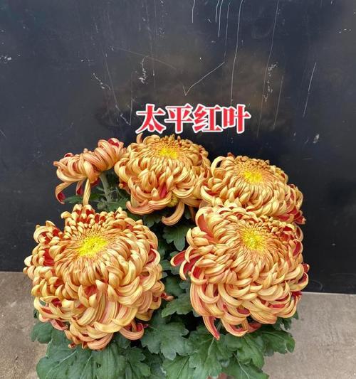 古人认为哪些花寓意吉祥？