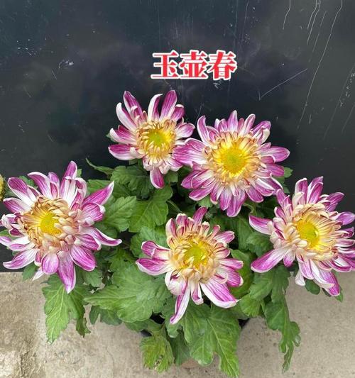 古人认为哪些花寓意吉祥？