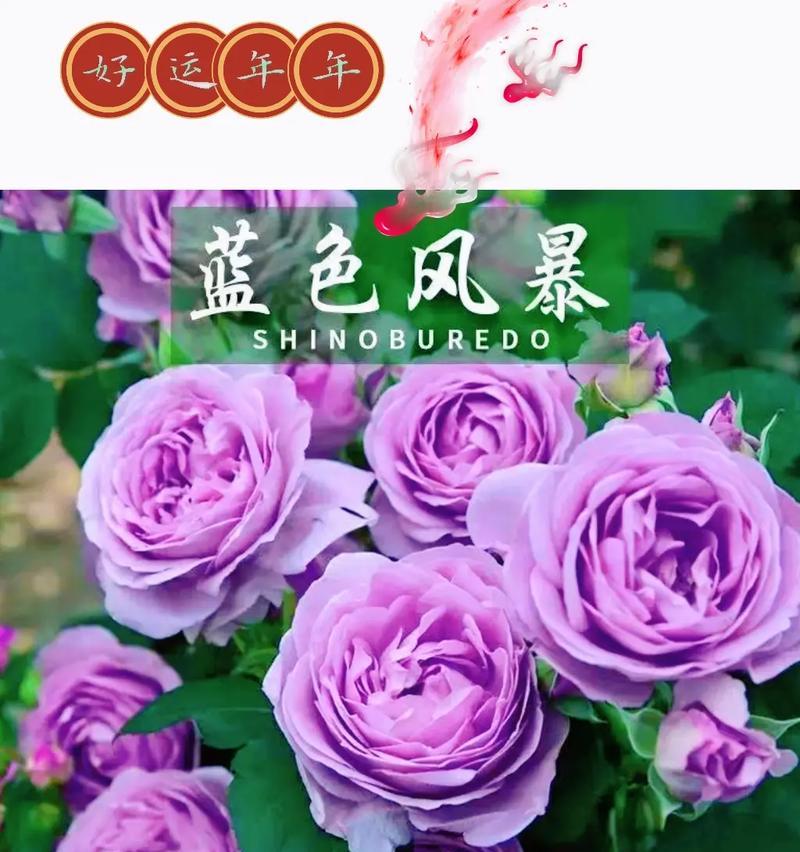蓝色风暴玫瑰花寓意何在？蓝色风暴玫瑰花代表什么？