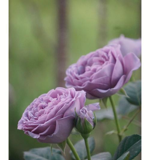 蓝色风暴玫瑰花寓意何在？蓝色风暴玫瑰花代表什么？
