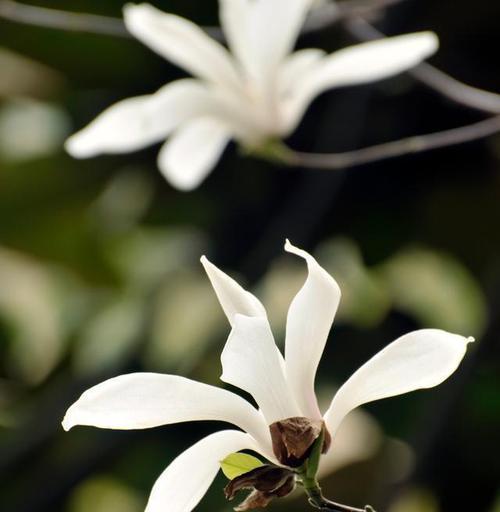 白蓝颜色的花有何象征意义？白蓝花代表什么？