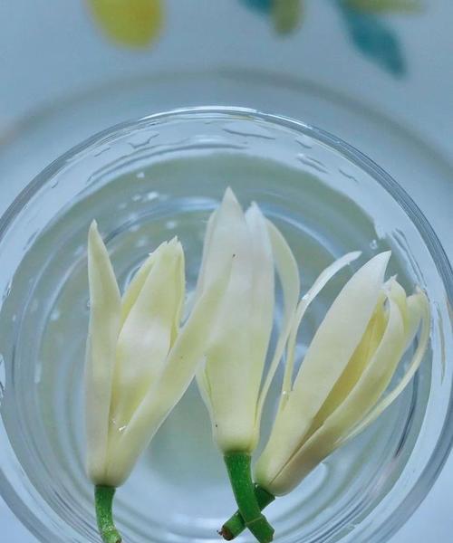 白蓝颜色的花有何象征意义？白蓝花代表什么？