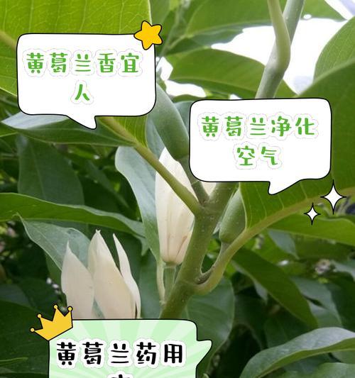 黄色花的寓意真的不好吗？它们代表了什么？
