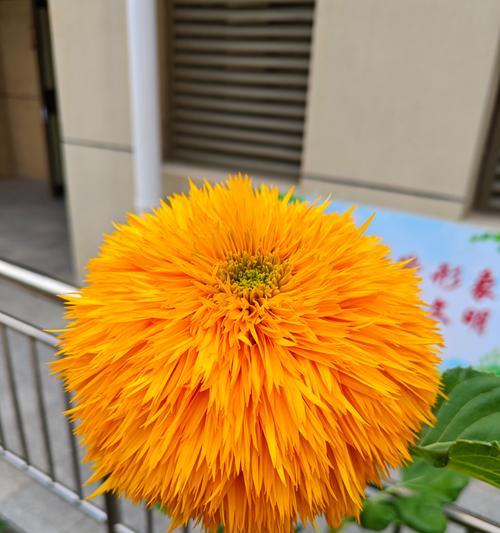 黄色花的寓意真的不好吗？它们代表了什么？