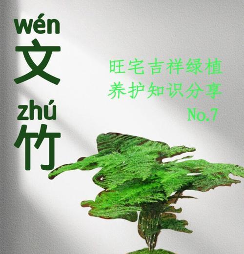 文竹长寿花的寓意是什么？文竹象征着什么？