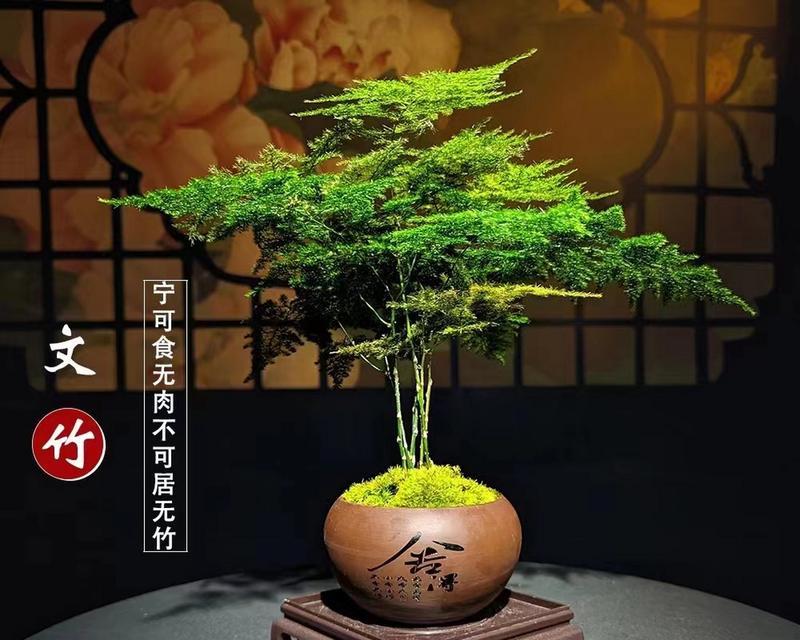 文竹长寿花的寓意是什么？文竹象征着什么？