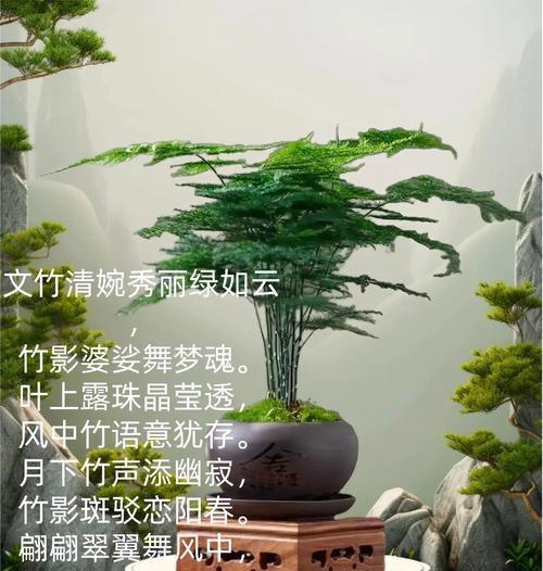 文竹长寿花的寓意是什么？文竹象征着什么？