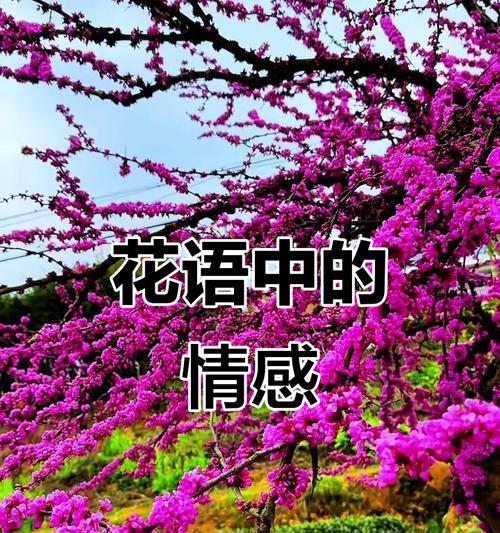 哪种花象征亲情或爱情？