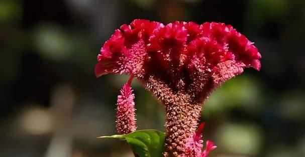 红色花有哪些寓意幸运？它们的花语是什么？