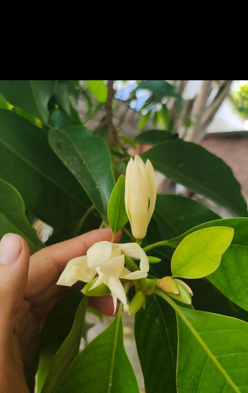 黄色四季花的花语和寓意有哪些？