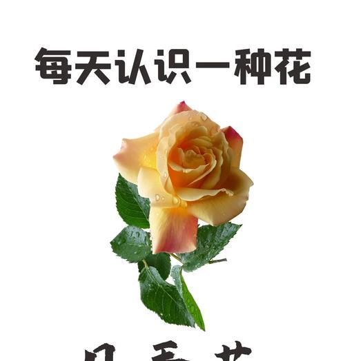 黄色四季花的花语和寓意有哪些？