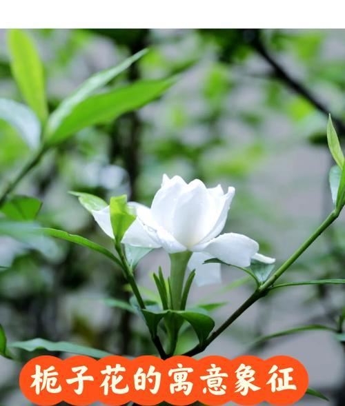 黄色四季花的花语和寓意有哪些？