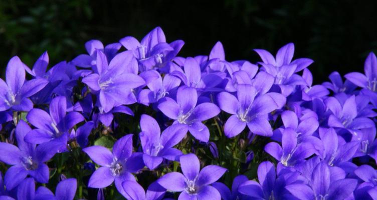 动漫中紫色花的花语是什么？代表什么情感？