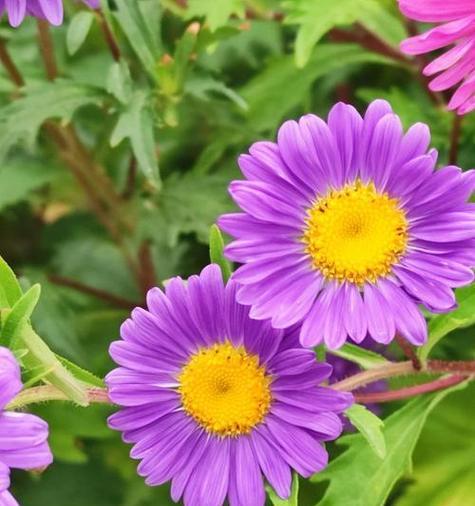 动漫中紫色花的花语是什么？代表什么情感？