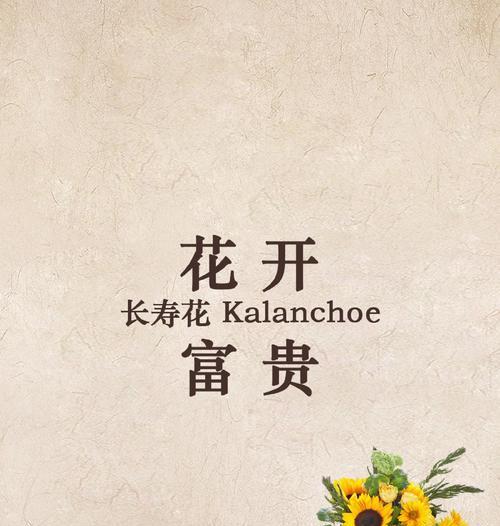长寿花寓意爱情吗？长寿花的花语是什么？