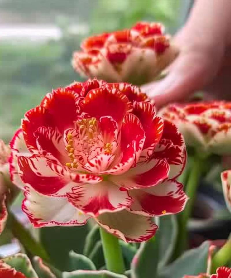 长寿花寓意爱情吗？长寿花的花语是什么？