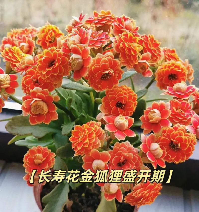 长寿花寓意爱情吗？长寿花的花语是什么？