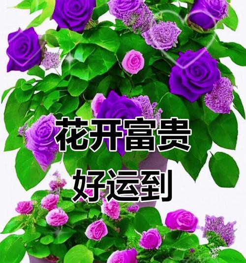 多少朵花寓意好运？寻找代表好运的花卉数量？