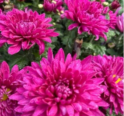 粉色花配菊花代表什么意义？