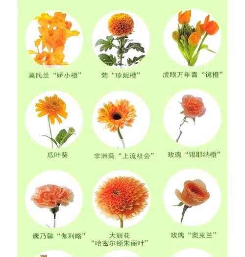 秋天送橘色花有何寓意？它象征着什么？