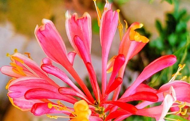 象征爱情的美花有哪些？这些花的寓意是什么？
