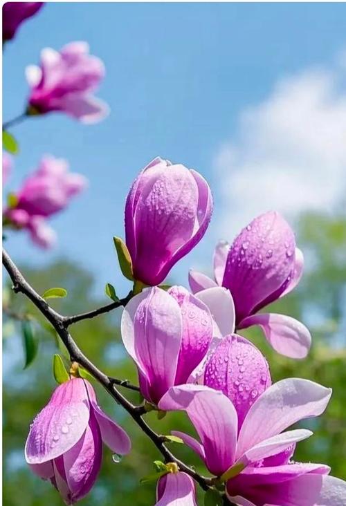 象征爱情的美花有哪些？这些花的寓意是什么？