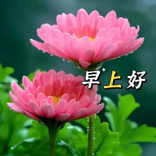 哪种花寓意开心平安？它的象征意义是什么？