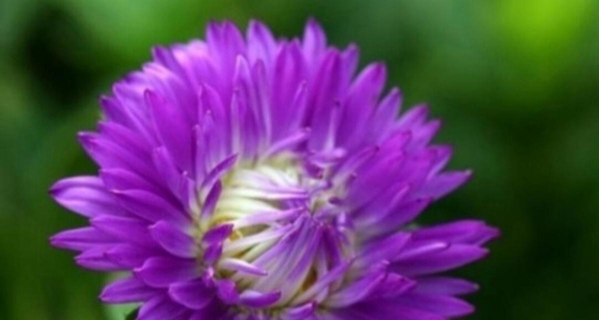 永州的紫色花有哪些特别的花语？