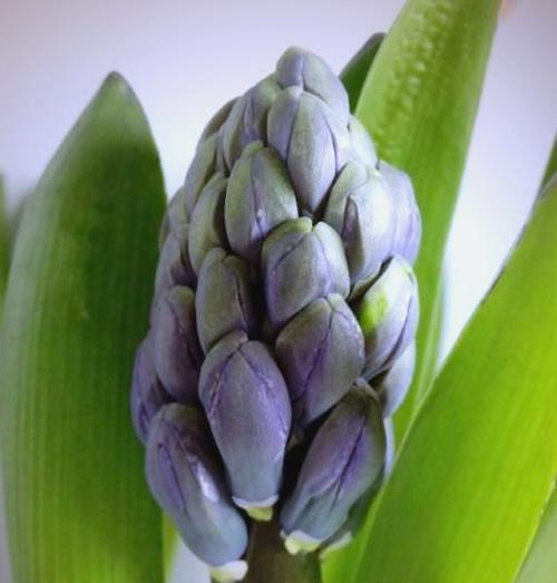风信子象征爱情吗？风信子的花语是什么？